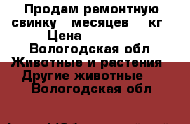 Продам ремонтную свинку 7 месяцев 120кг › Цена ­ 30 000 - Вологодская обл. Животные и растения » Другие животные   . Вологодская обл.